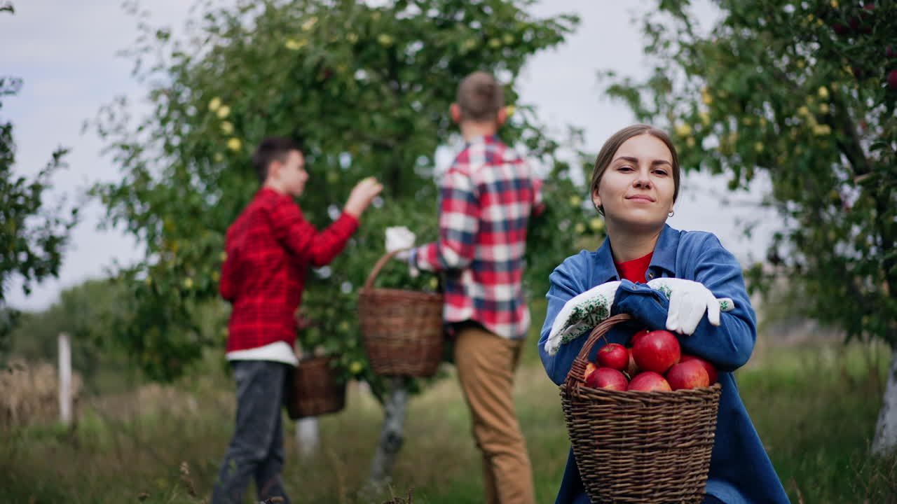 Female in blue shirt sitting in the garden holds a basket of apples on her knees. Man and boy picking fruit from tree at backdrop in blur.
