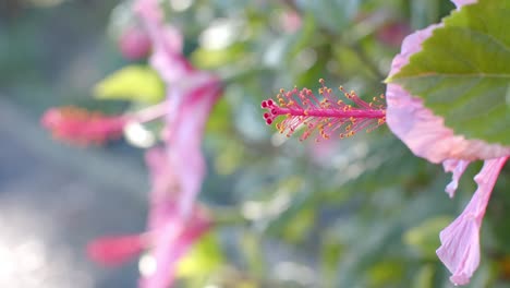 Close-up-of-pink-flowers-with-green-leaves-on-sunny-day,-slow-motion