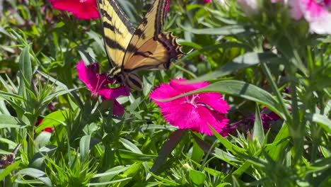 a yellow and black swallowtail butterfly eating nectar from a flower with its long proboscis