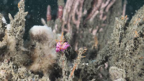 two vibrant pink and purple sea creatures hang on a coral reef in the ocean current