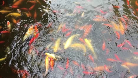 니시키고이 (nishikigoi) 라고 불리는 노란색과 빨간색 코이 물고기가 천천히 움직이는 연못에서