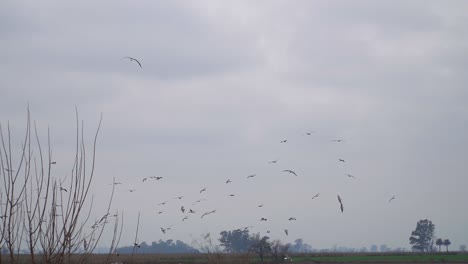 gaviotas y chimango caracaras vuelan sobre un campo cerca de un vertedero de basura