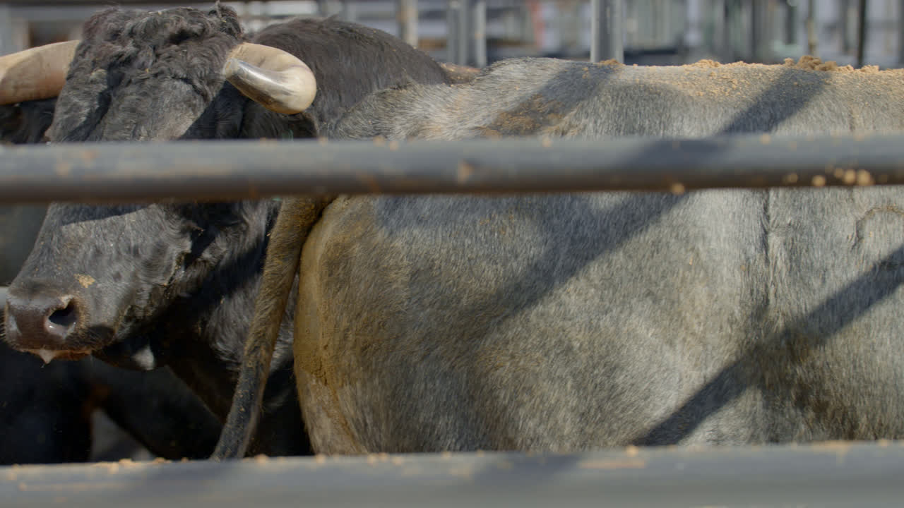 A rank bull with a body branding mark behind metal chute bars in Dallas, Texas