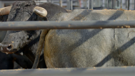 a rank bull with a body branding mark behind metal chute bars in dallas, texas