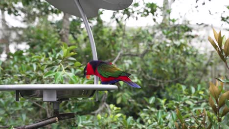 Lila-Nackenloris-Fressen-Vom-Vogelhäuschen-Im-Zoo