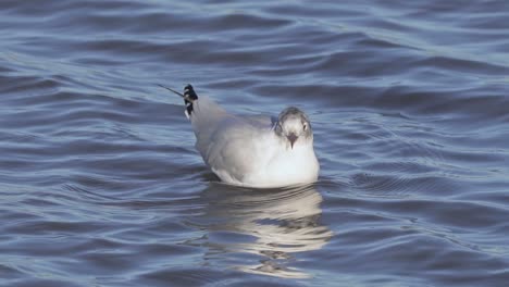 Vista-Cercana-De-La-Solitaria-Gaviota-De-Cabeza-Gris-Nadando-En-Agua-Ondulada