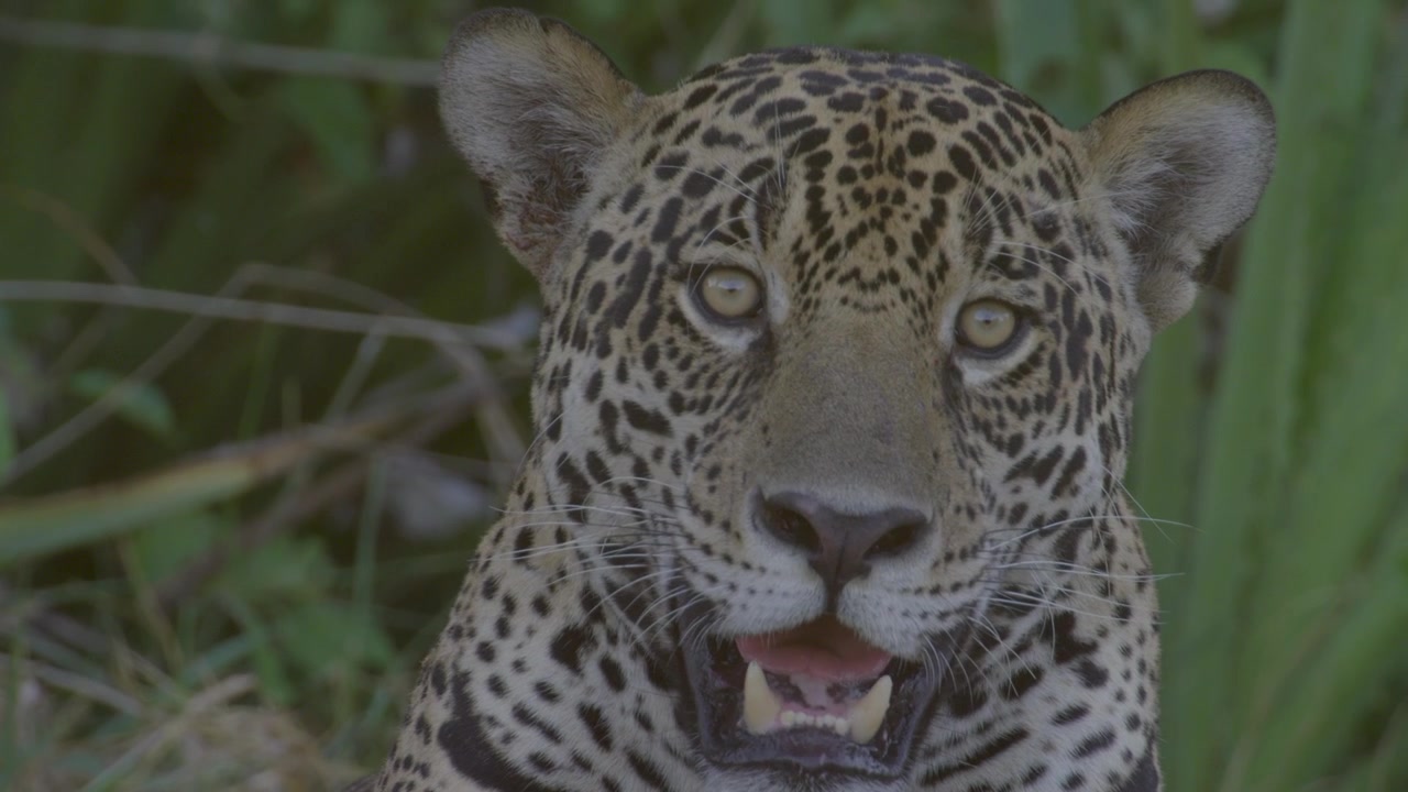 Impressive jaguar tilt up to its face