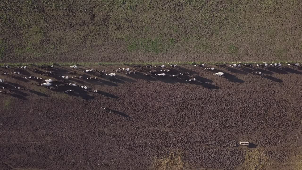 낙농장에 있는 소 떼