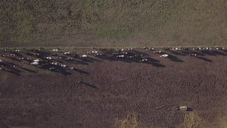 herd of cows in dairy farm land