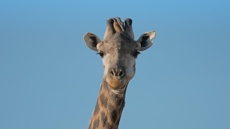 Giraffe with Oxpecker
