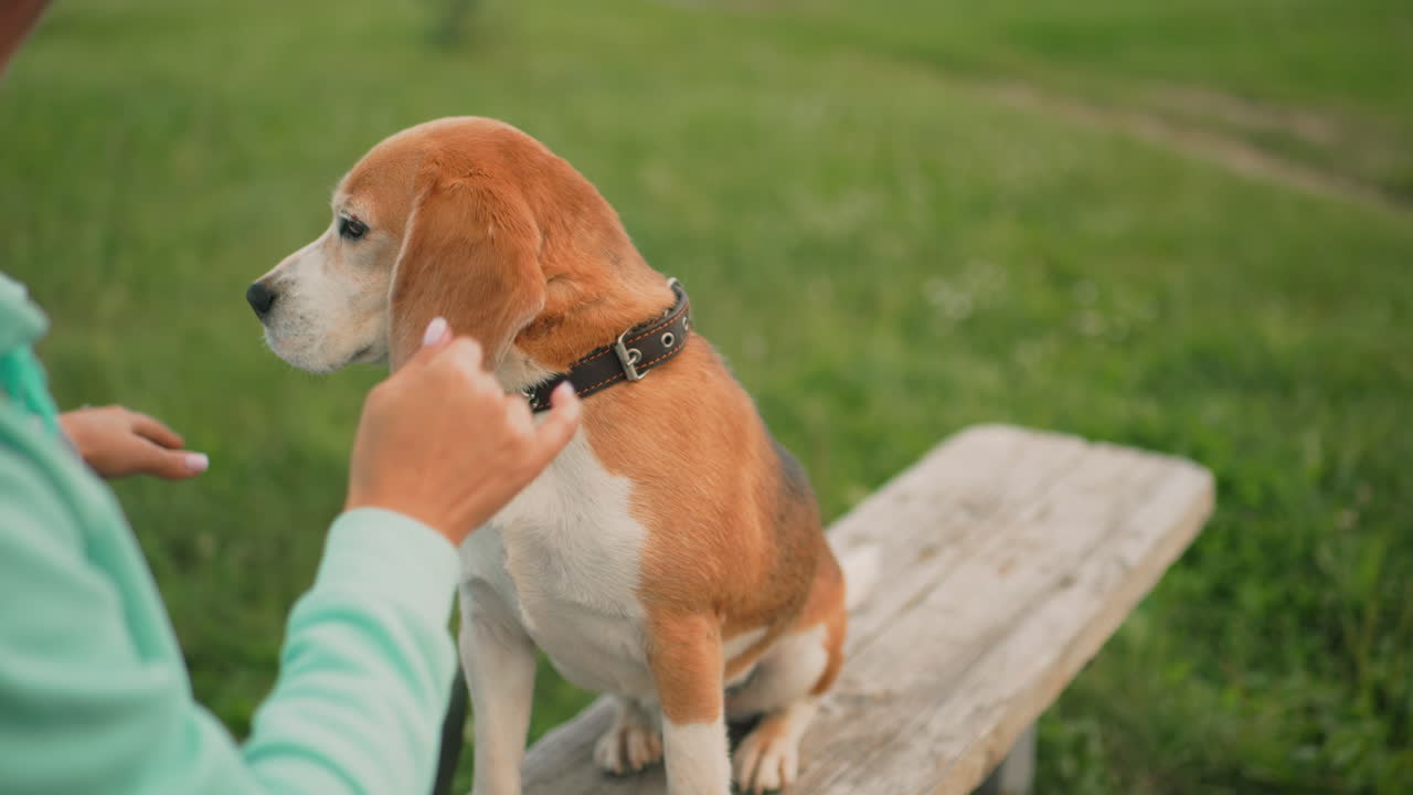 Trainer gently instructs obedient beagle sitting on wooden bench in green grassy field during training session, encouraging good behavior with soft gestures and affectionate petting under calm sky