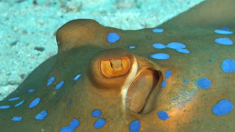 cerca de la raya de cola de cinta de manchas azules descansando en el fondo arenoso del océano
