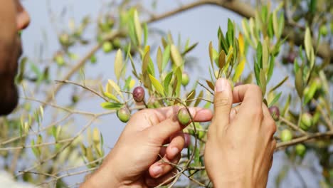 Farmer-examining-olives-in-farm-4k