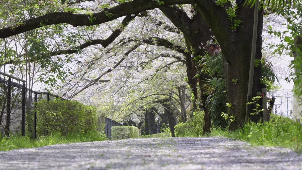 Low angle cinematic view over fallen cherry blossom petals in Japan