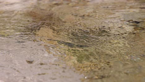 a clear stream with sparkling water surface，a clear and bottomless river