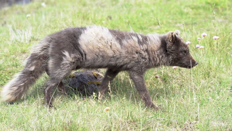 female arctic fox and one cub walking on green meadow, summer in iceland