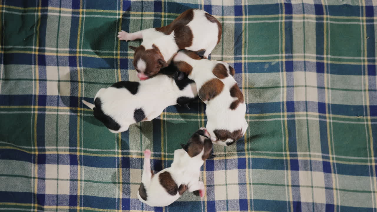 cachorro recién nacido 02