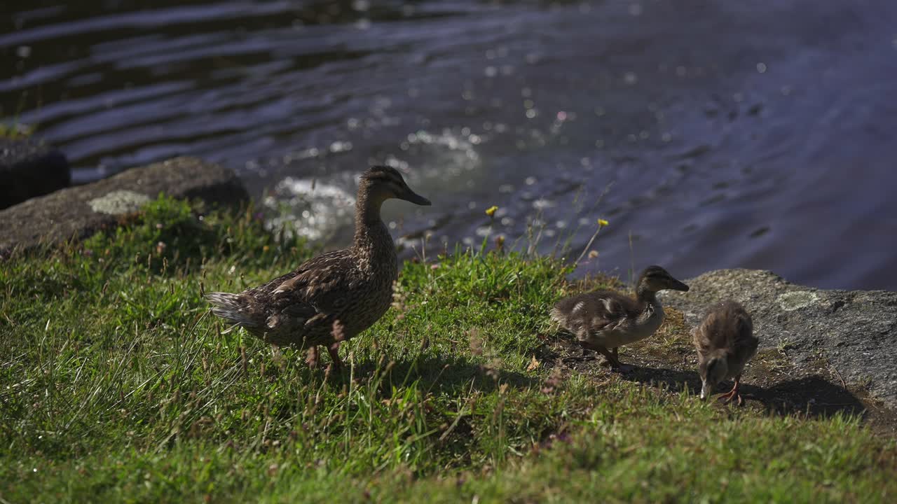 잔디 가득 한 강변 에 있는 오리 새끼 들 과 함께 물 에 들어갈 준비 를 하고 있는 어머니 오리