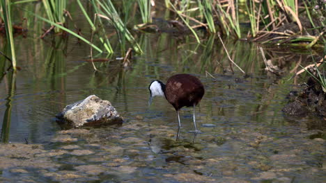 african jacana wading and foraging in shallow water, turning over some weed