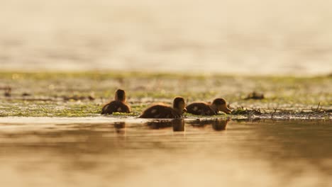 Primer-Plano-Plano-De-Una-Pequeña-Familia-De-Patitos-Nadando-En-Un-Estanque-En-Una-Cálida-Mañana-De-Primavera