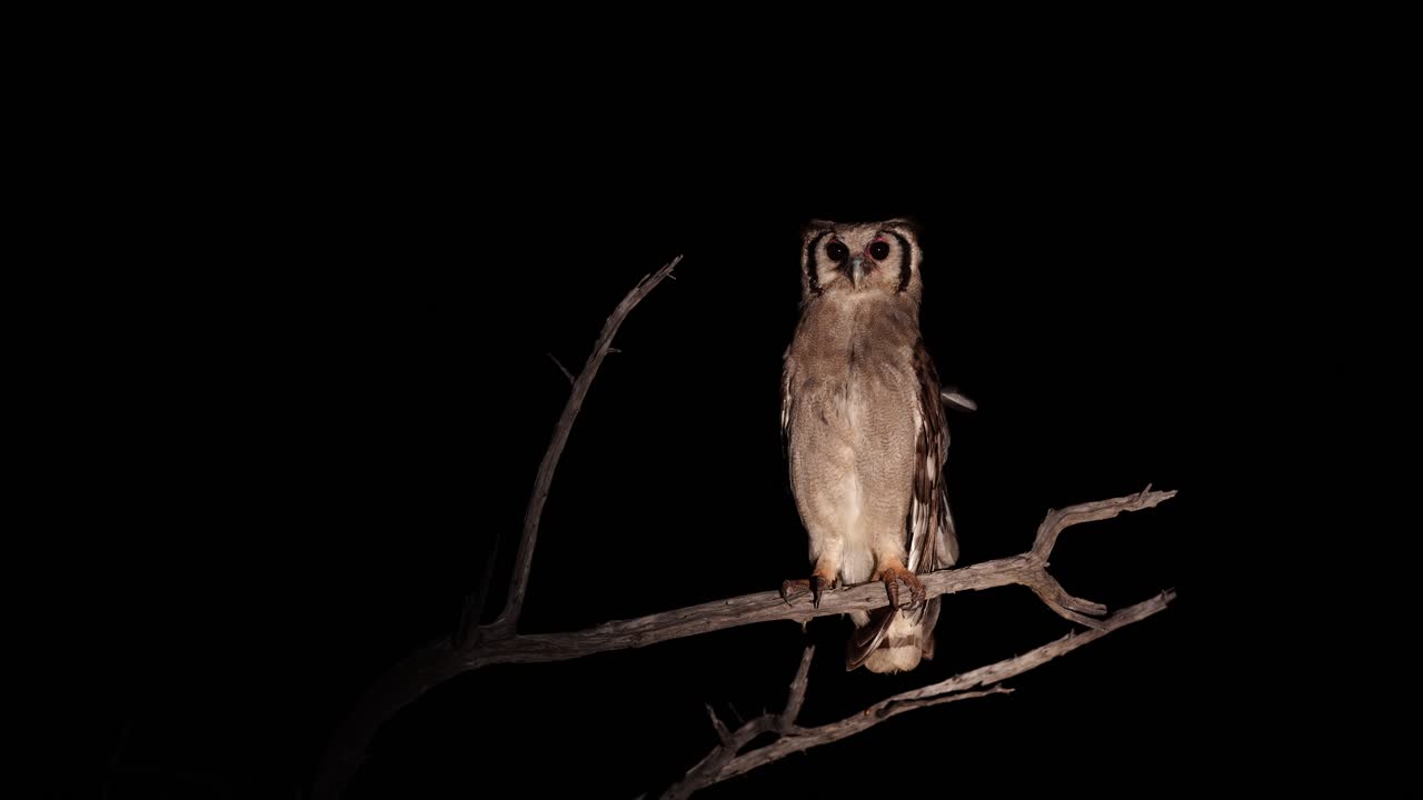 owl sits on perch in the african night.