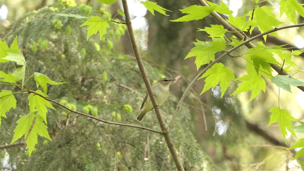 Red eyed vireo bird sitting on young maple tree in forest area