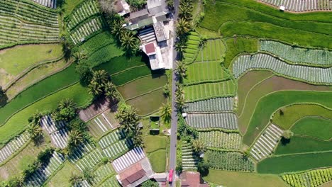 Camino-Que-Divide-El-Pueblo-Y-Los-Campos-De-Arroz,-Vista-Aérea-De-Arriba-Hacia-Abajo