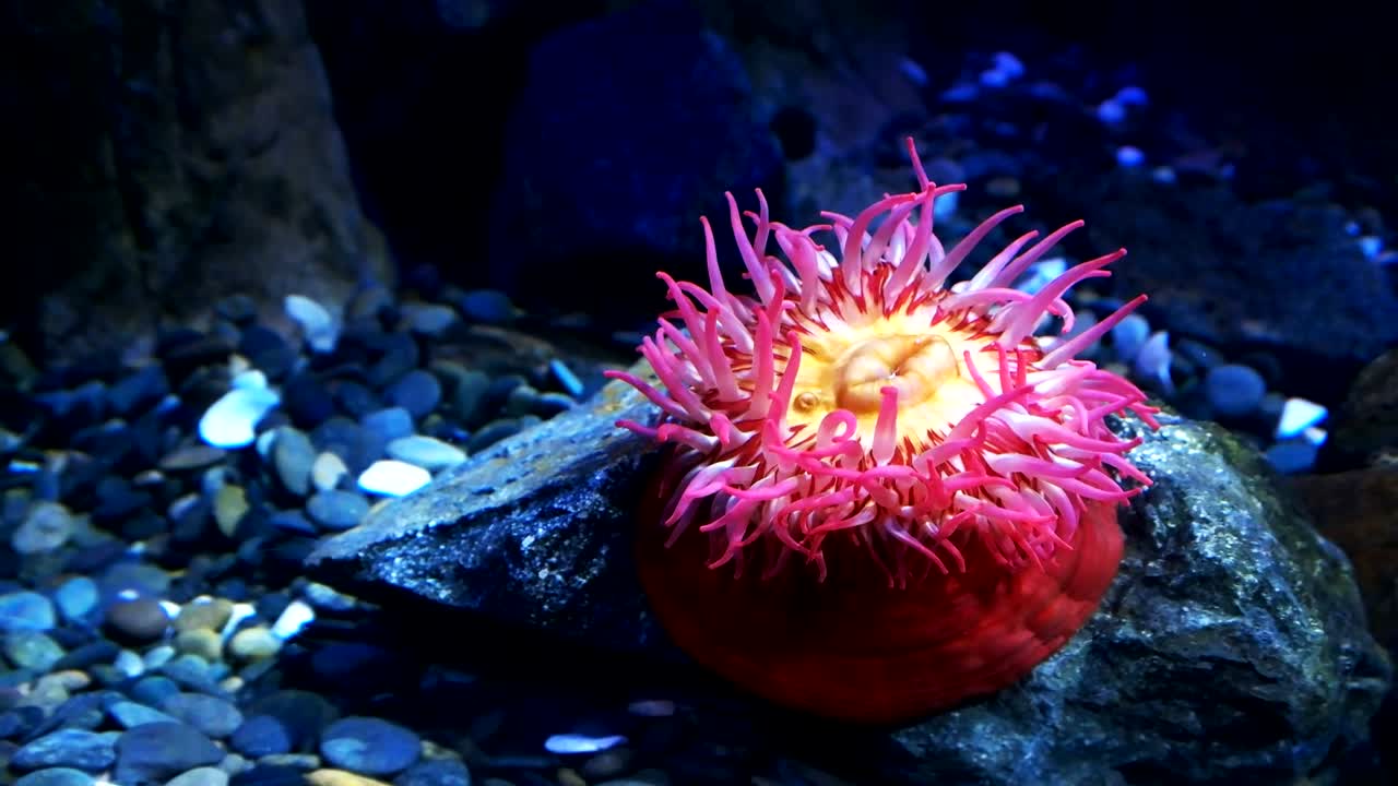 anémona comedora de peces