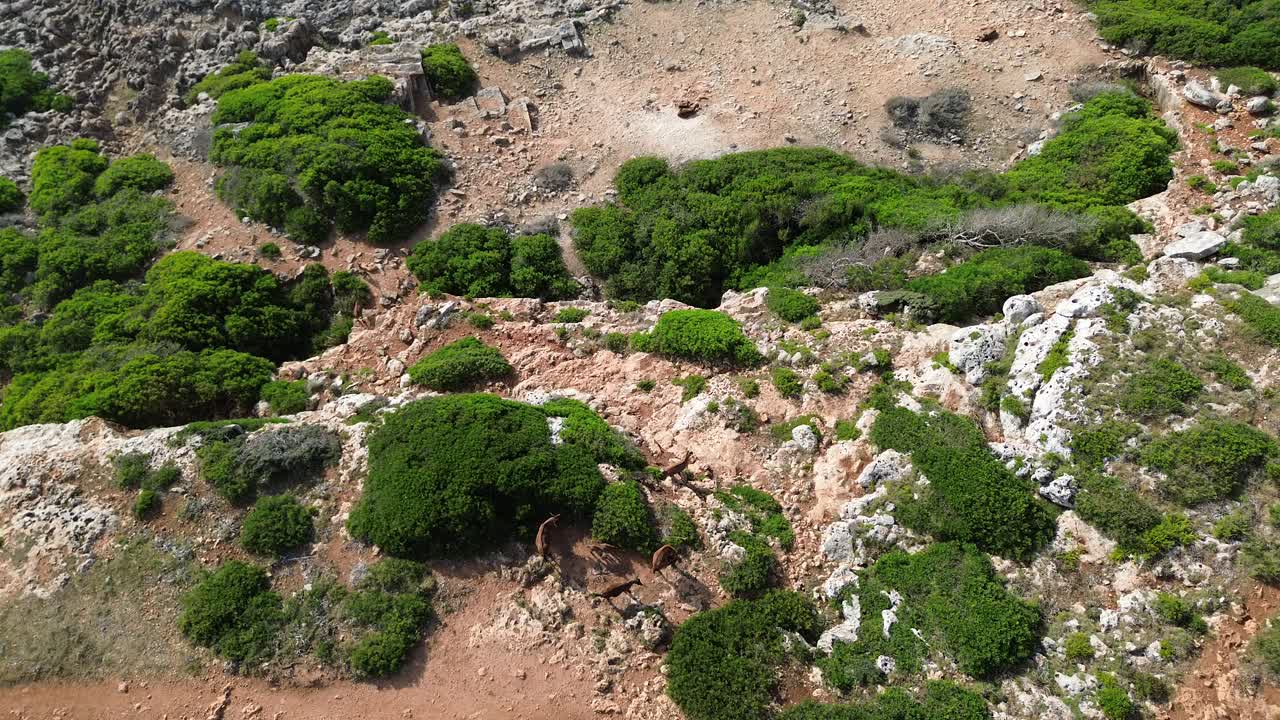 4K top-down drone shot of wild mountain goats moving on rocky cliffs, then flying over to reveal Mallorca’s shoreline with blue water and waves breaking against the coast