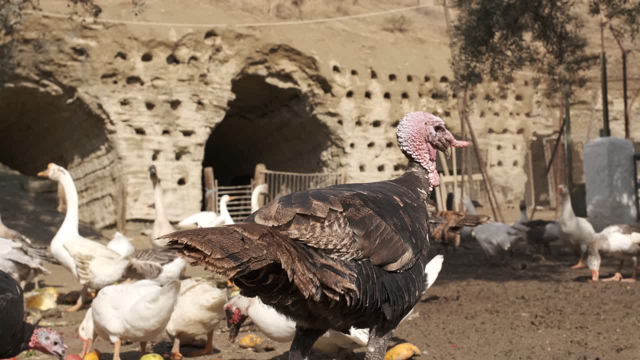 Turkey confidently strutting among geese and ducks on a sunny farm