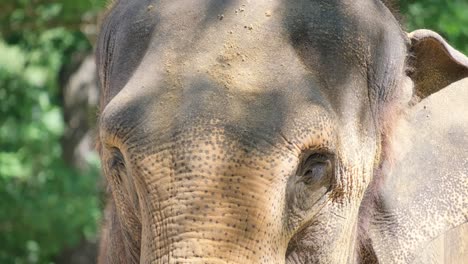 telephoto detailed closeup of front of leathery elephant grazing with mud caked on skin