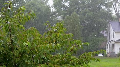 Detail-in-the-foreground-of-a-small-tree-during-a-rainy-day