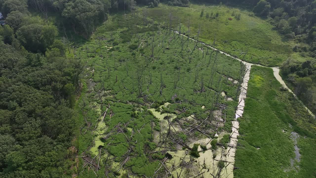 Aerial top down of swampy wetland with dead trees, green vegetation and stagnant water, showing untouched nature and wild marsh landscape in America. Sad wilderness of USA