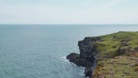 Colonia-De-Aves-Marinas-Sobre-Los-Acantilados-De-La-Costa-Del-Mar-De-Fowlsheugh-En-Escocia