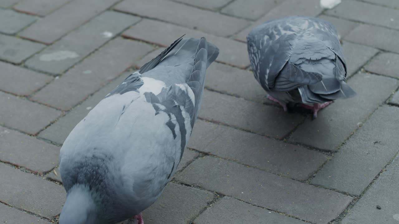 Pigeons birds on the ground walking and pecking, close up view in the dutch city town of Europe Netherlands Rotterdam