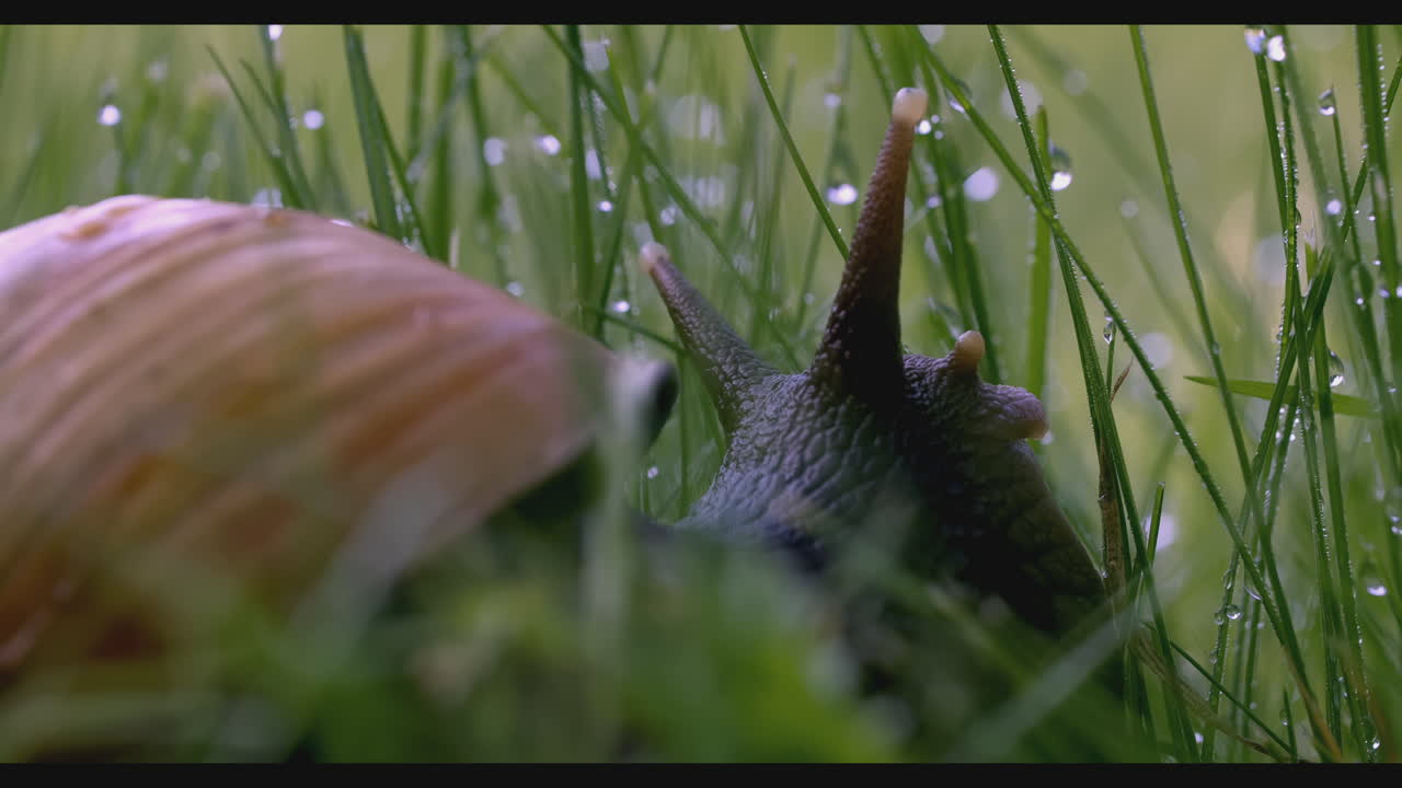 caracol en el césped de rocío