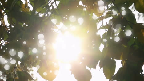 luces de bokeh