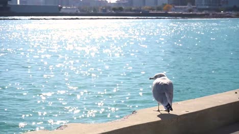 closeup of gull sitting by the water