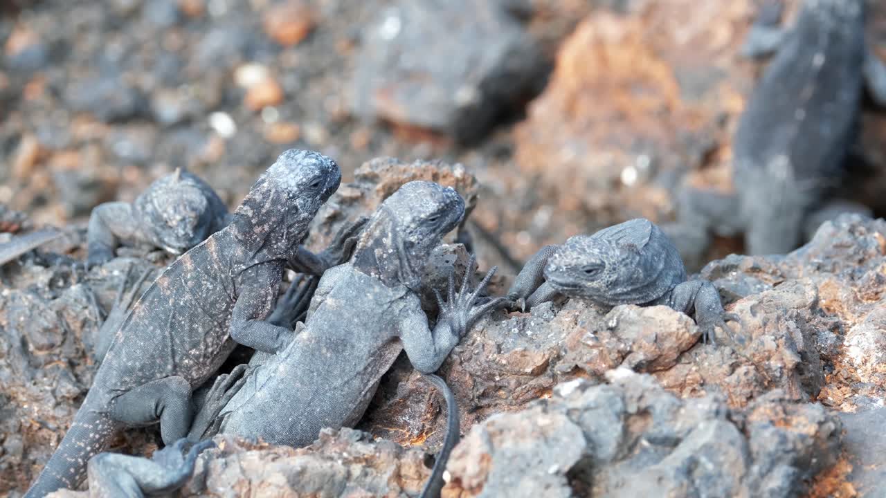 갈라파고스 해양 이구아나, 라스 틴토레라스 섬의 바위에 있는 바다 이구아나, 이사벨라 섬의 푸에르토 빌라밀