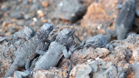 iguana marina de galápagos, iguana marina en las rocas en el islote las tintoreras, puerto villamil en la isla isabela