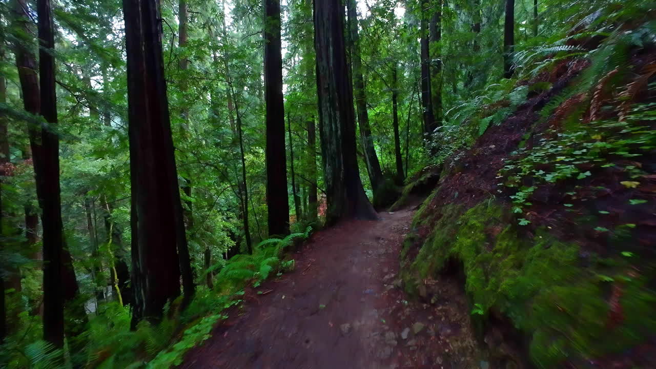 Un sentiero escursionistico tra le sequoie del Muir Woods National Monument in California.