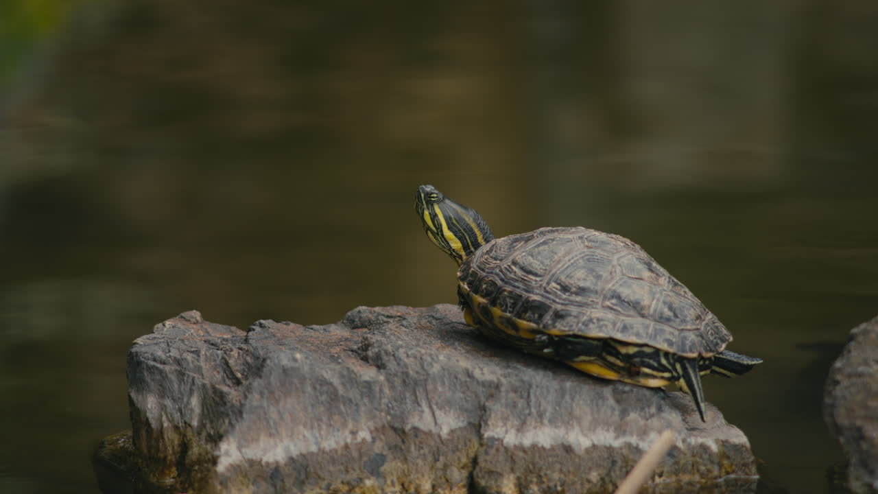 Red-Eared Slider Turtle Basking on a Rock in Water