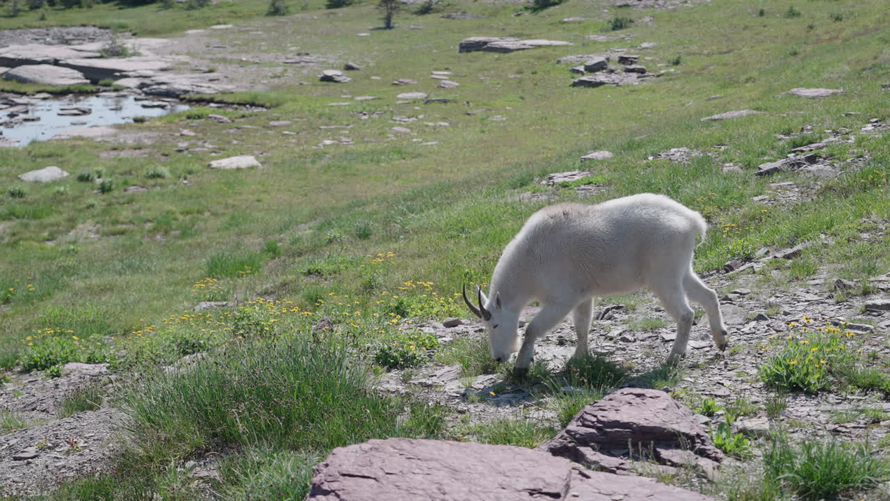 Mountain goat in Logan Pass, Montana, walking through green landscape with rocks