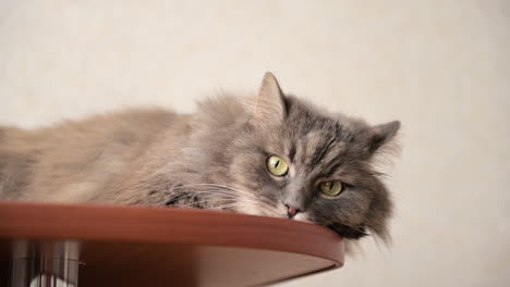 Flauschige-Faule-Katze,-Die-Zu-Hause-Auf-Holztisch-Liegt-Und-Sich-Ausruht