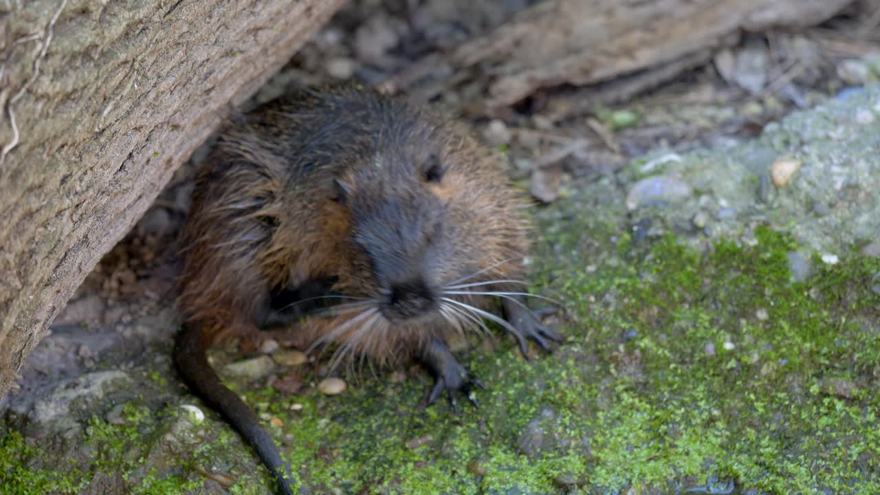 Cute Big Nutria Scratching Fur In Zoo during daylight