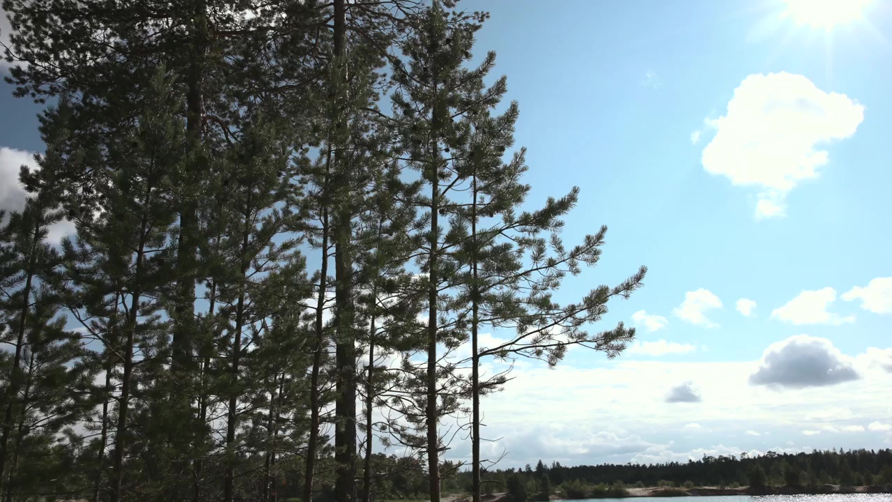 Vista ascendente desde la base de pinos altos junto a la orilla del lago, con nubes cúmulos a la deriva en un cielo azul profundo, luz solar cambiante en las ramas superiores, agua tranquila y un paisaje natural sereno.