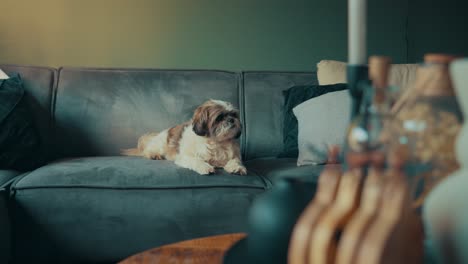 shih tzu boomer dog on sofa looks around living room