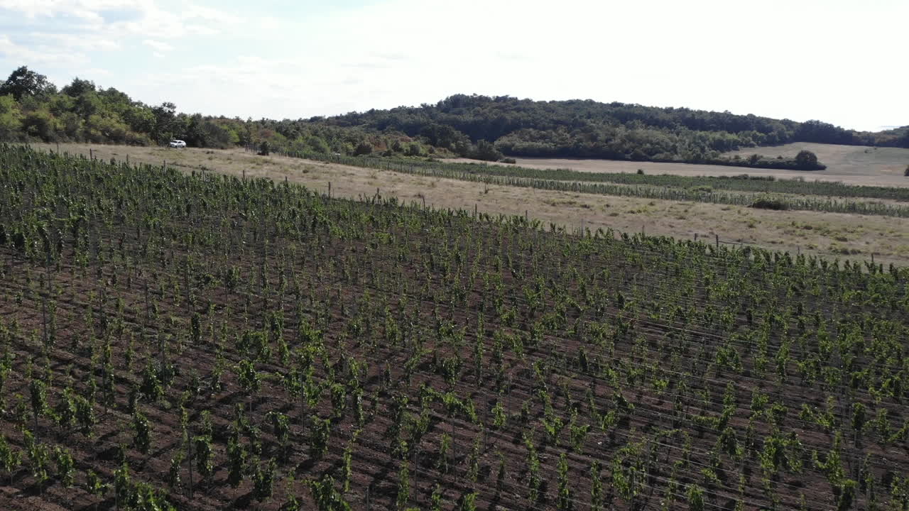 toma aérea sobre un viñedo limpio con colinas de uvas antes de la cosecha