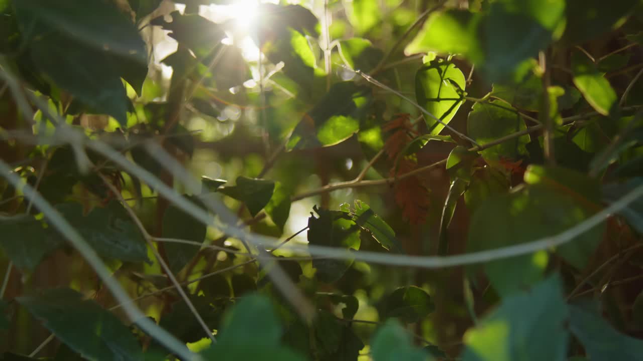 A smooth dolly shot moves forward through green leaves with warm sunlight streaming through