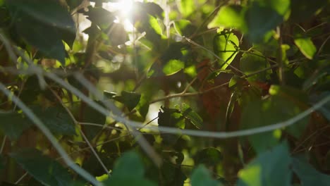 a smooth dolly shot moves forward through green leaves with warm sunlight streaming through
